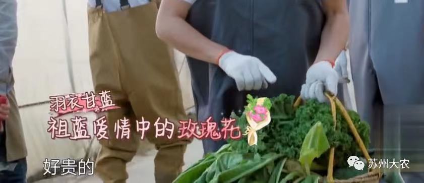 &#20048;&#40060;&#40;&#20013;&#22269;&#41;&#108;&#101;&#121;&#117;